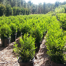 V and B Nursery, Ontario, CA - Wholesale Trees, Plants and Shrubs